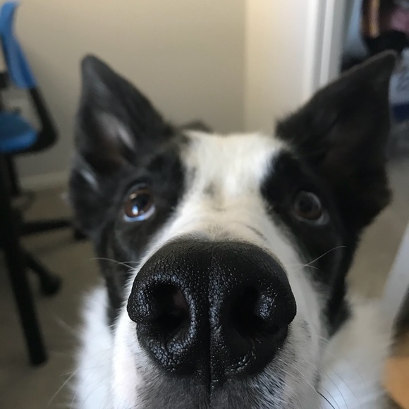 Meet your Posher, Natalie - Picture 1 of 1